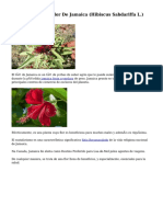 Beneficios de La Flor de Jamaica (Hibiscus Sabdariffa L.)