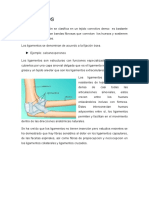 LIGAMENTOS