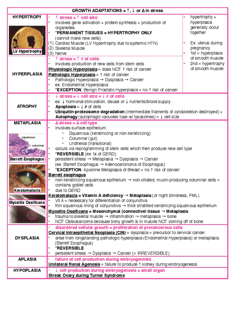 Pathoma Notes CH 1-3 | PDF | T Helper Cell | Cytotoxic T Cell