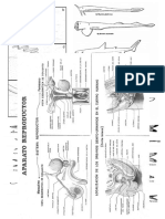 Agnatos y Anatomia