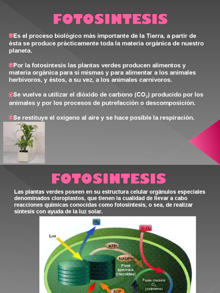 FOTOSINTESIS | PDF | Fotosíntesis | Trifosfato de adenosina