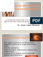 Anatomia Del Sistema Estomatognatico