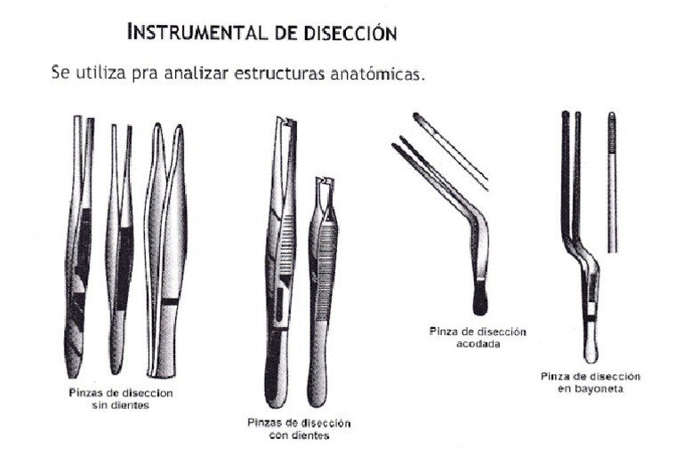 candidato violín Eléctrico Instrumental de Diseccion | PDF