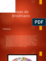 Areas de Brodmann