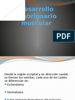 Desarrollo Embrionario Muscular