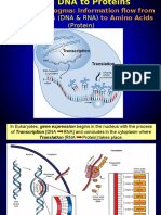 BIO211 DNA to Protein-new