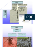 Biologia Botânica - Raiz