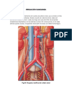 Irrigación Sanguinea