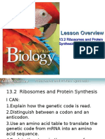 13-2 Ribosomes and Protein Synthesis