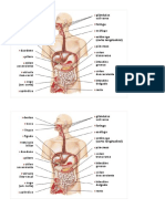 Sistema Digestorio