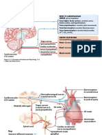 Anatomy and Physiology Chapter 16 Diagram