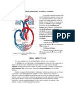 Circulação pulmonar e circulação sistêmica