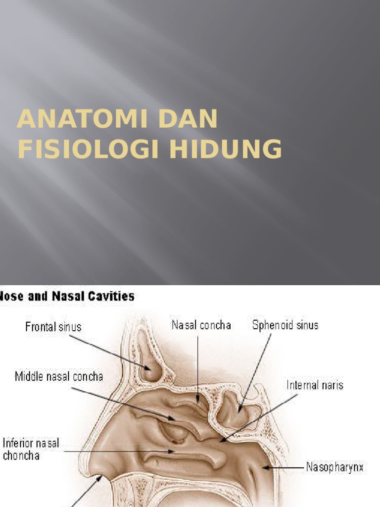 Anatomi Dan Fisiologi Hidung | PDF