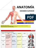 ANATOMÍA - Resumen Músculos - Miembro Superior