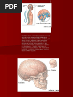 Anatomia