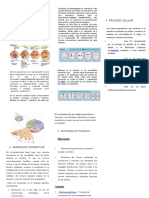 Triptico Meiosis