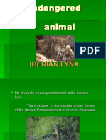 An Endangered Animal: Iberian Lynx
