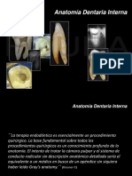 Anatomia Dentaria Interna