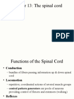 Chapter 13: The Spinal Cord