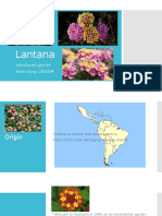 Lantana: Introduced Species Alvin Wong 10GEOM