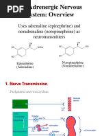 Adrenergic Nervous System