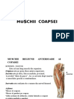 PROIECT-MUSCHII-COAPSEI123