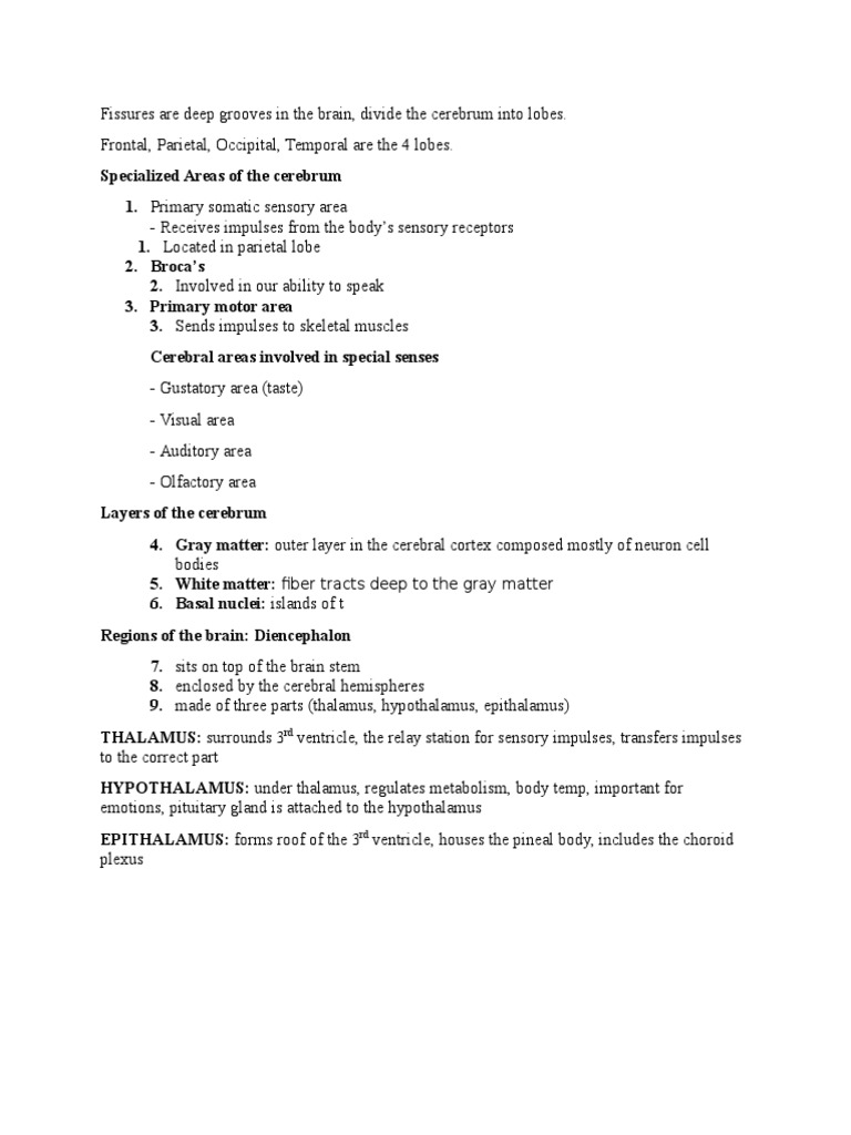 Anatomy Brain Notes | PDF