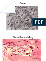 boneandcartilage-111109134329-phpapp01