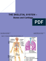 skeletalsystem-110101230647-phpapp02