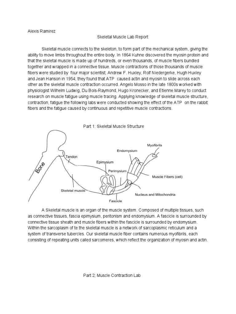 Skeletal Muscle Lab Report | PDF | Skeletal Muscle | Muscle Contraction