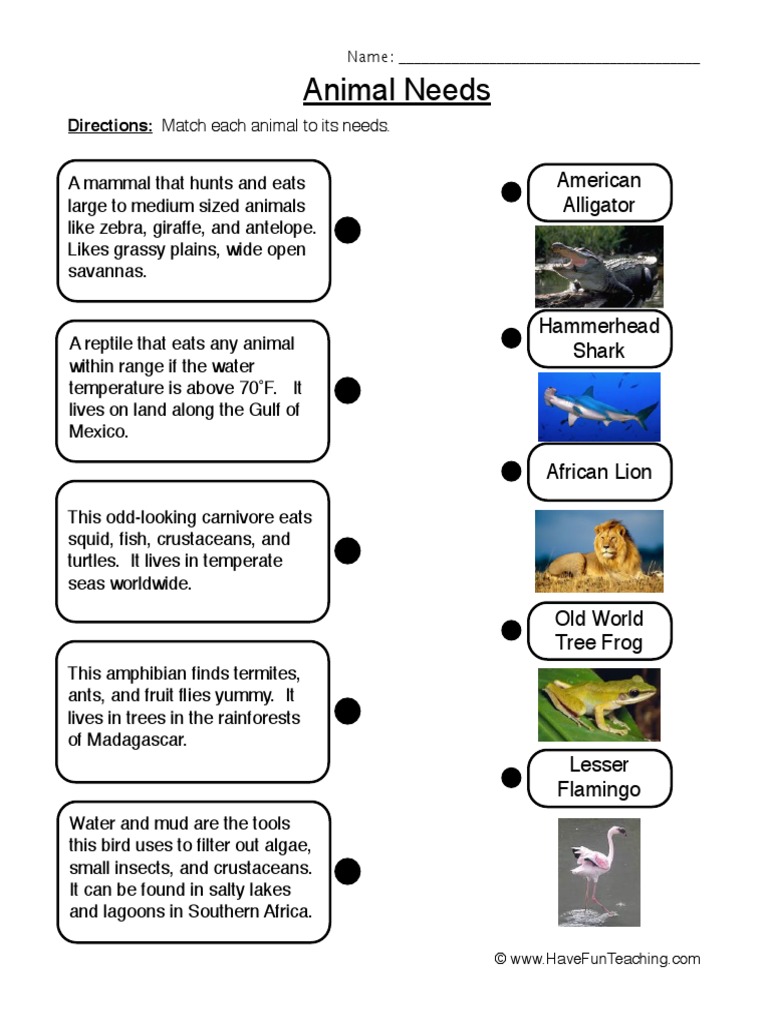 Animal Needs Worksheet 2