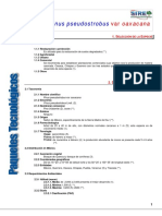 980Pinus Pseudostrobus Var Oaxacana