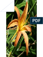 Flower of Munnar