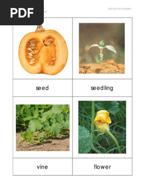 Life Cycle of a Pumpkin