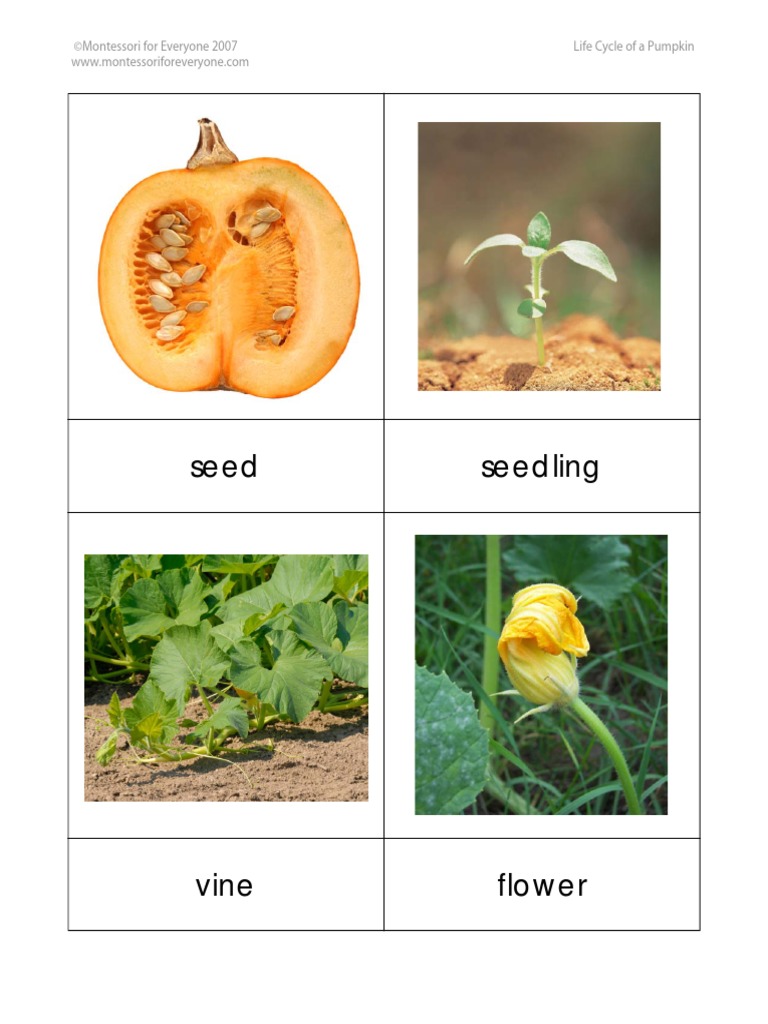 Pumpkin Life Cycle Guide | PDF