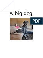 A Big Dog
