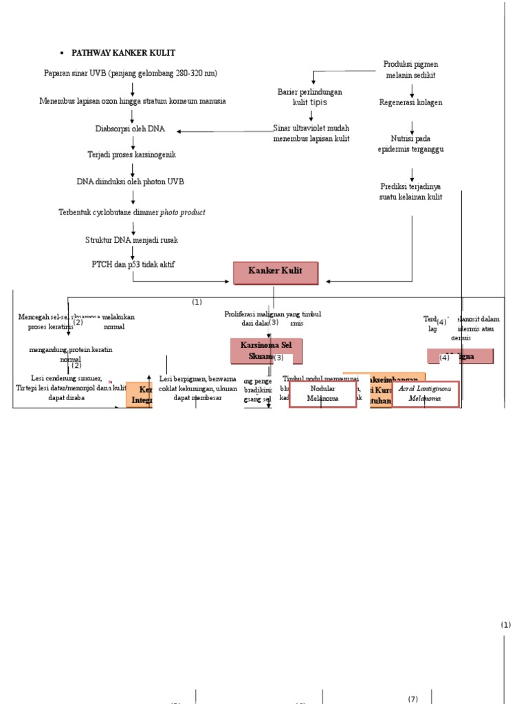 Pathway Kanker Kulit Fix