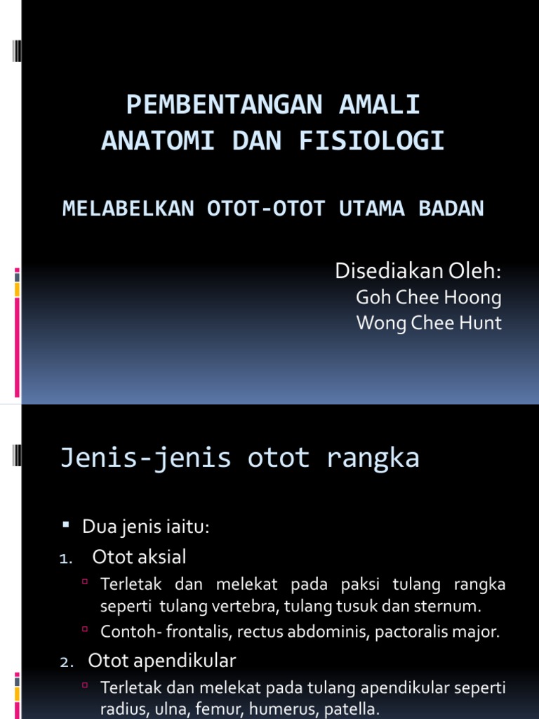 Otot-Otot Badan Utama Manusia, Keratan-Keratan Otot