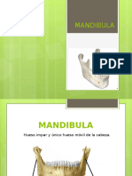 Anatomia Mandibula