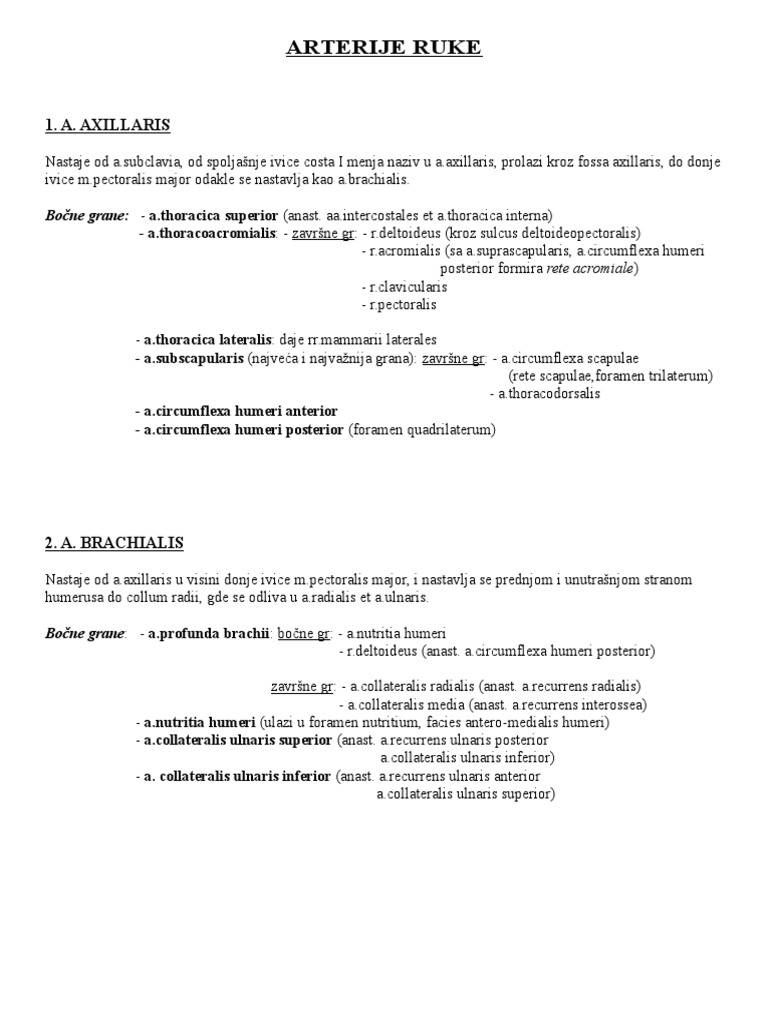 Arterije Vene I Limfatici Ruke | PDF