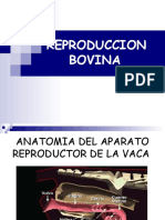 reproduccionbovina-120901113243-phpapp02