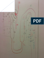 Renal Cycle