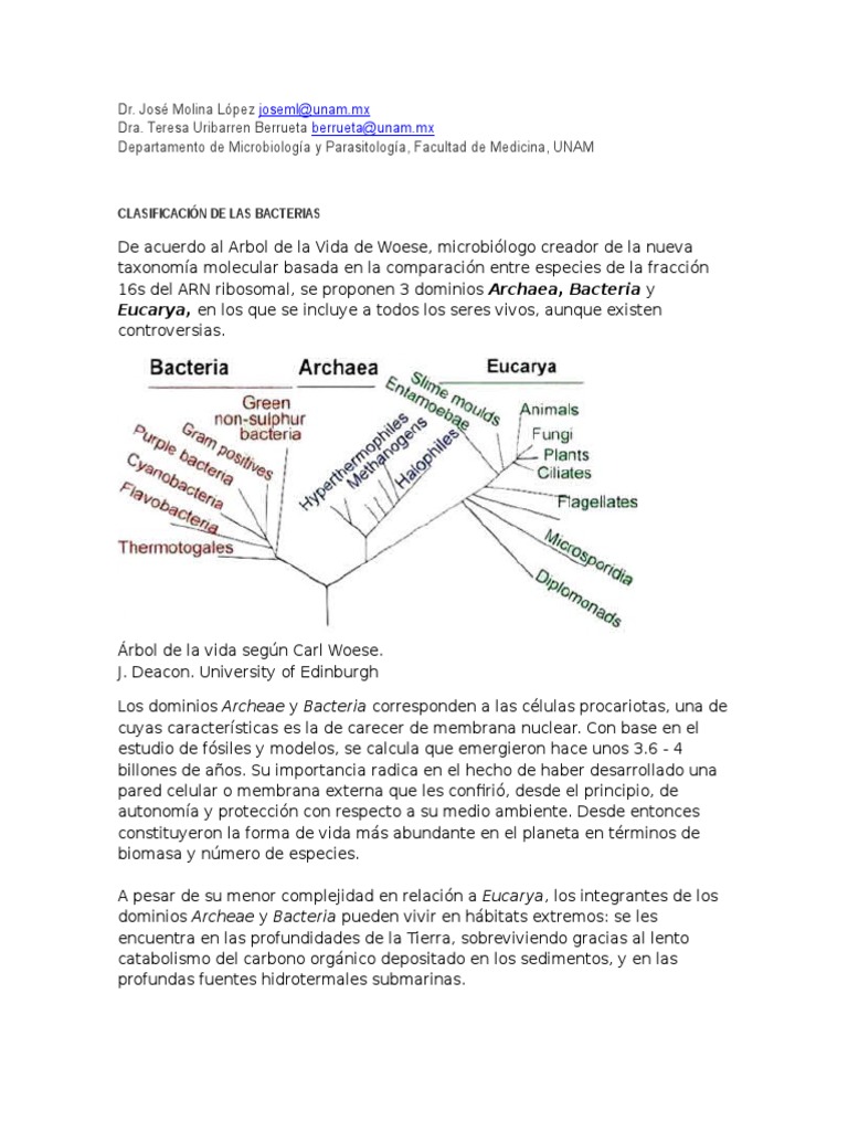 Clasificación y Funciones de las Bacterias | PDF | Las bacterias ...