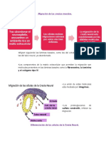 Resumen Crestas Neurales 