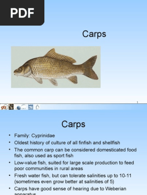 Unit 10 Carps Spawn Biology Edible Fish