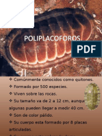 Exposición Poliplacforos