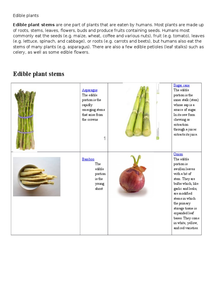 Edible Plant Stems: Examples and Types | PDF