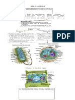 Mapa de Ideas Guia 1 La Célula