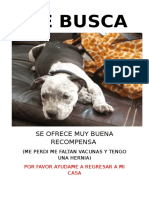 Perro perdido con recompensa