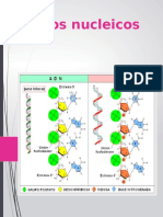 Acidos Nucleicos